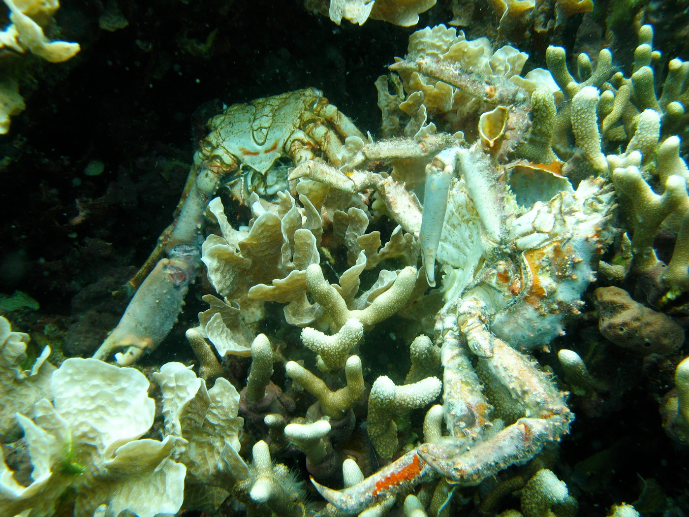 缺氧海洋造成生物多樣性危機<br>
科學家揭示海洋的低氧挑戰及其解決方案