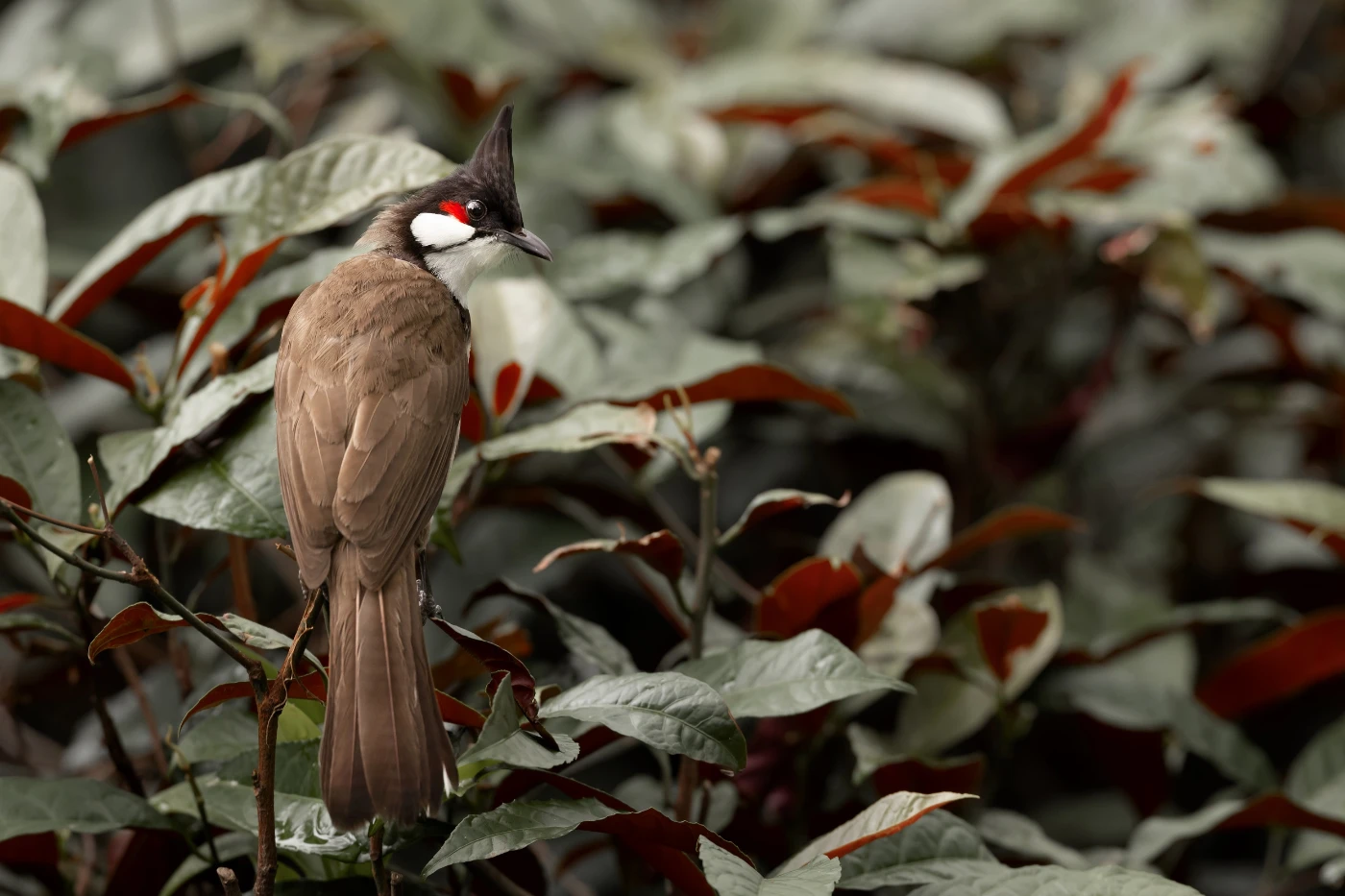 從屏幕觀鳥：港大生態學者與香港觀鳥會合作開發<br>
「HKBirds：香港鳥類」流動應用程式