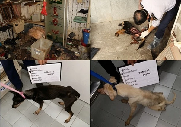 香港大學法律學院與香港愛護動物協會<br>
對香港虐待動物的新研究指出唐狗是最常見的受虐者