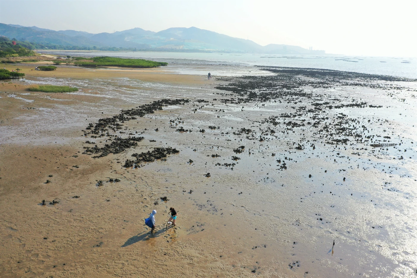 港大海洋科學家進行全球蠔礁評估<br>
發現蠔礁修復提升生物多樣性  為保育工作提供參考