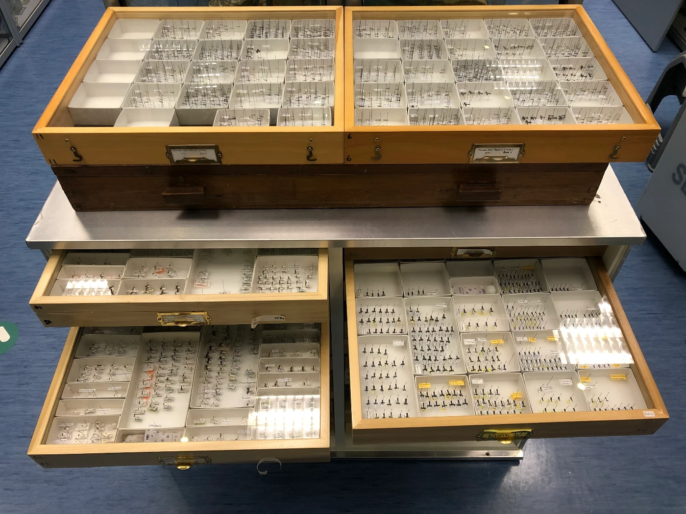 Specimens collections preserved within museum collections are essential components to establish rigorous baseline and monitor changes of biodiversity. Here are ant specimens preserved at the Hong Kong Biodiversity Museum.
(Photo credit: Hong Kong Biodiversity Museum.)