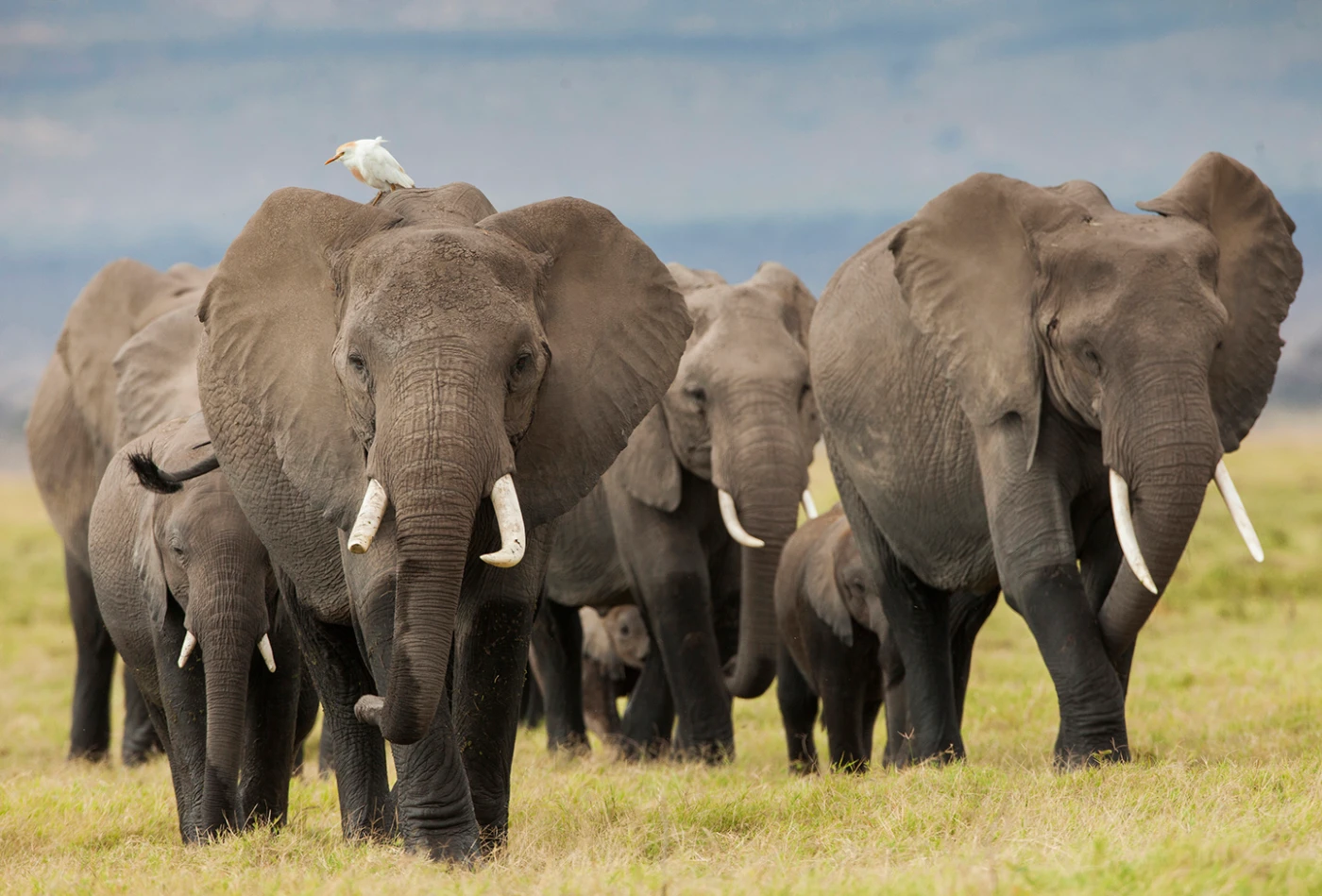 A group of savanna elephants (Loxodonta africana) in Amboseli National Park, Kenya
(Photo Credit: Alex Hofford/WildAid)