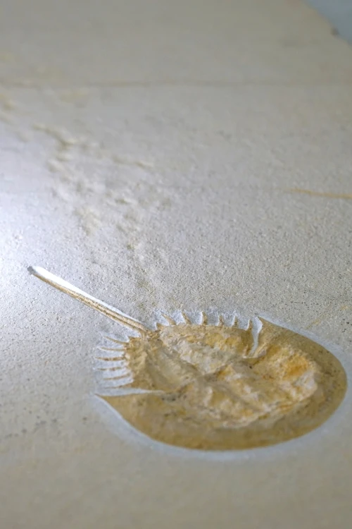 Horseshoe Crab with “Death trail” (Plate size 90X50cm)
     
     Mesolimulus Walchi, Upper Jurassic, Eichstaett, Germany.