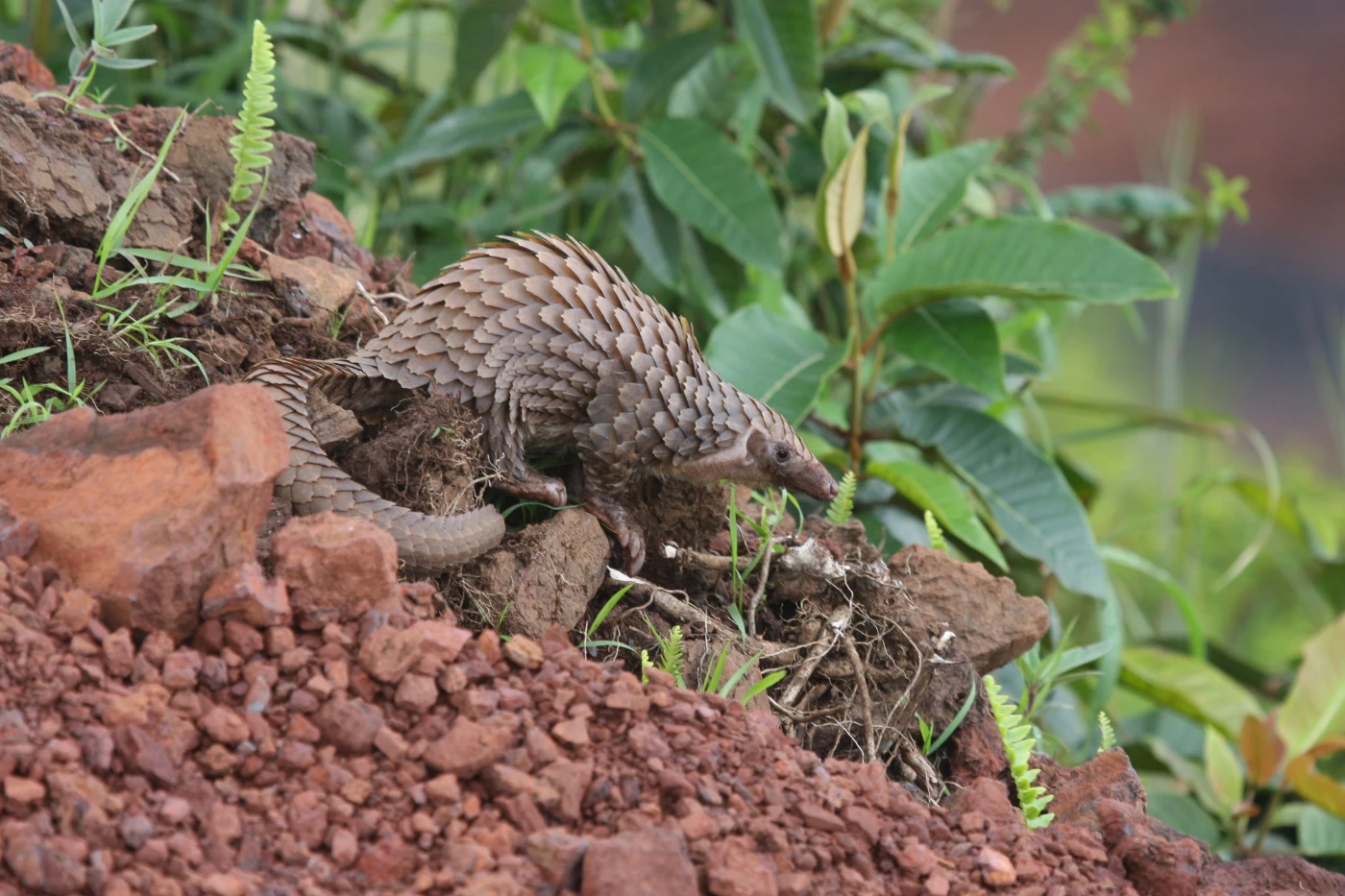 Image 4.  A selection of White-bellied pangolin (Phataginus tricuspis) from a seizure in Hong Kong (Credit: Tracey-Leigh Prigge)