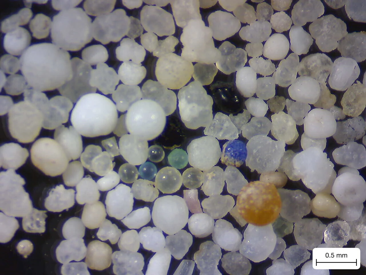 Microbeads recovered from water samples.