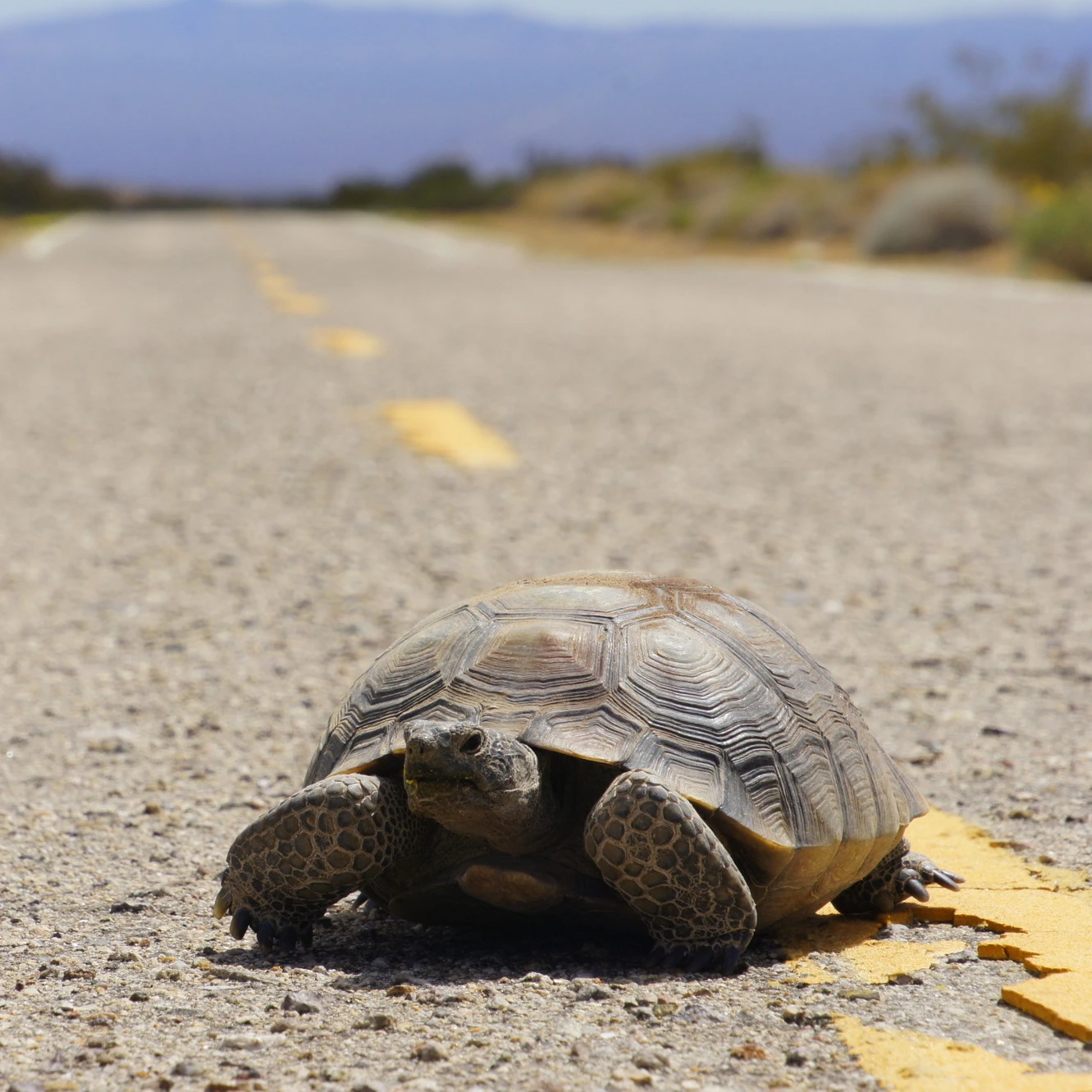 Solar energy developments and associated transmission lines and access roads could imperil threatened species including the Mojave Desert Tortoise (Gopherus agassizii).