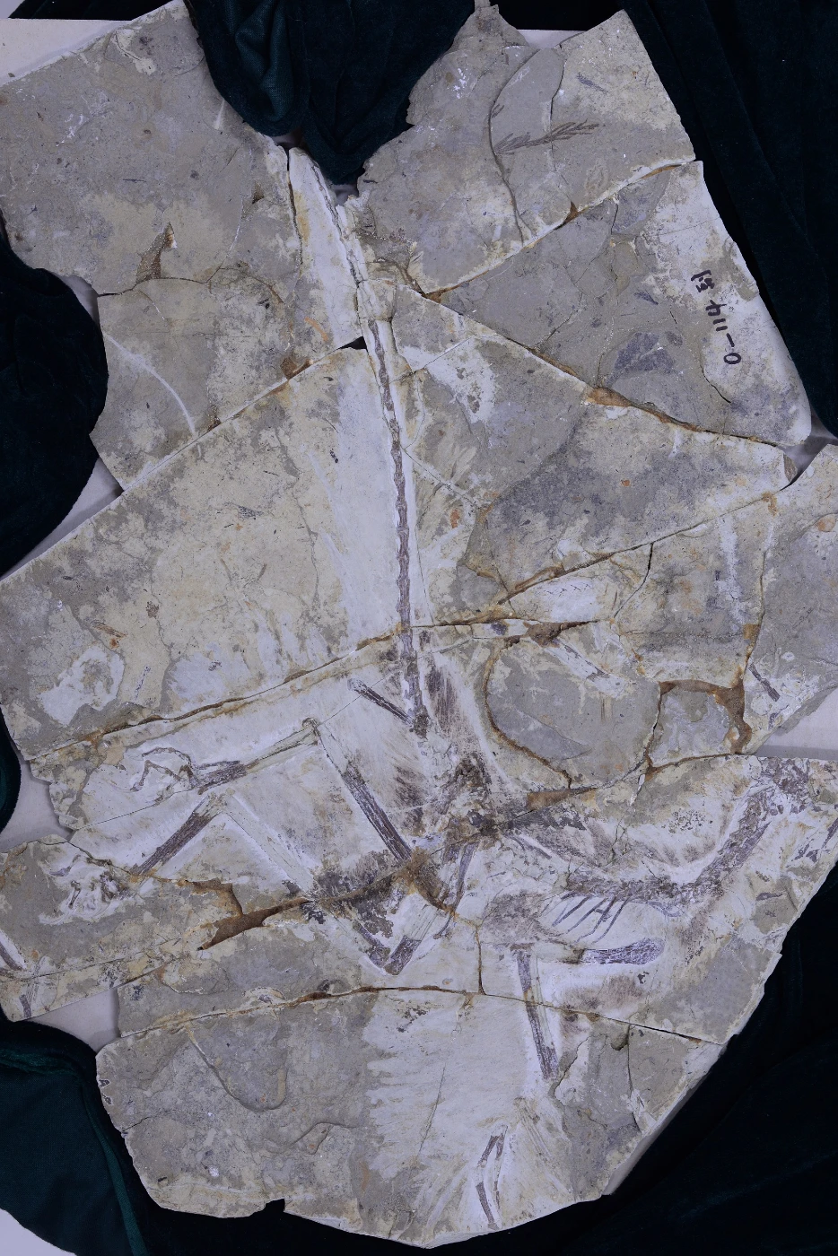 Anchiornis fossil. Credit: Shandong TianYu Museum of Natural History
