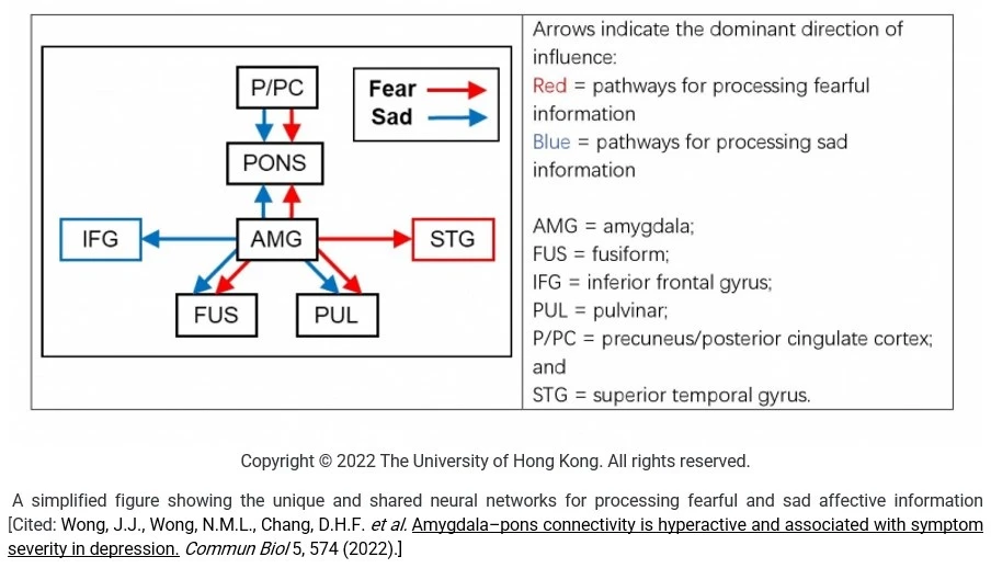 HKU State Key Laboratory of Brain and Cognitive Sciences reveals the pons plays a significant role in processing sad information