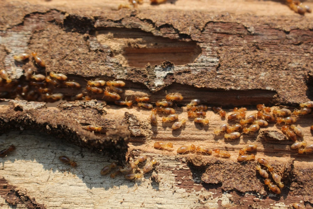 HKU Study Reveals Crucial Role of Invertebrates as Eco-Custodians in <br>
Global Forest Litter Decomposition