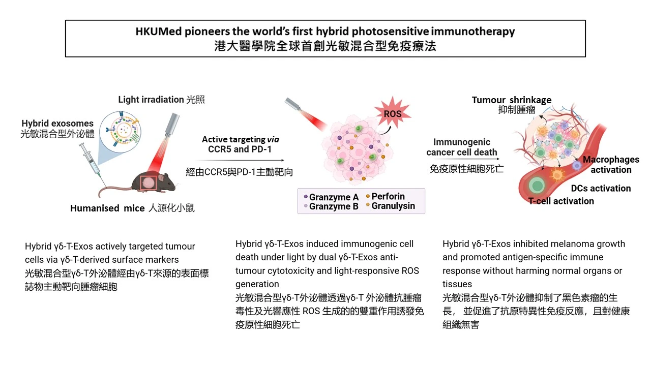 The research team, led by Professor Tu Wenwei (second right) and Professor Wang Weiping (second left), has made a breakthrough in cancer treatment by developing a new therapy which showed a significant reduction in melanoma growth, leading to more effective and safer treatments for cancers.