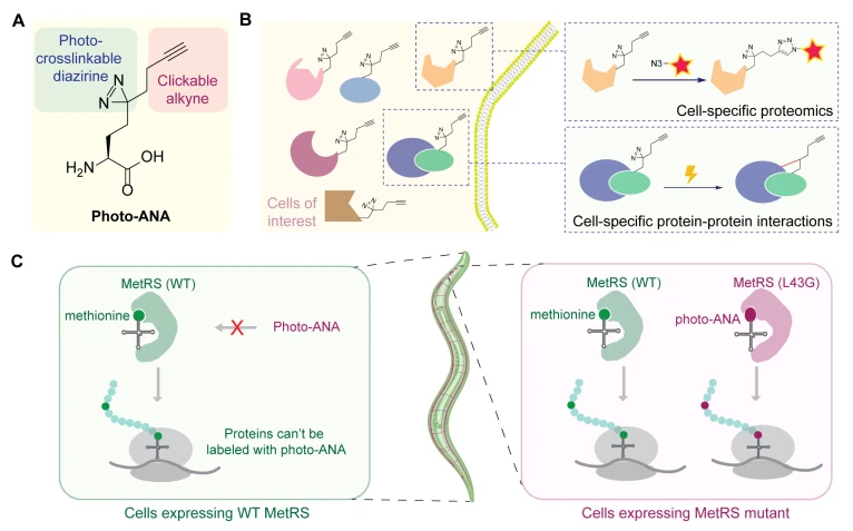 HKU Scientists Develop a Novel Approach to Interrogate Tissue-specific Protein-protein Interactions, Paving Ways to Understand Organ Development and Disease Pathogenesis