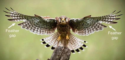 Predatory bird undergoing moulting. The white arrows indicate the feather gaps. Image credit: Shutterstock.