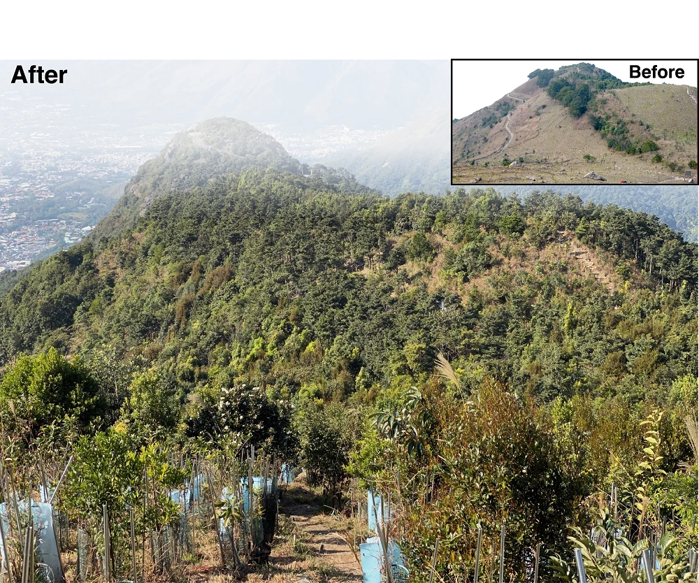 HKU Earth Scientists simulated the future: <br>
Restored forests in the tropics survive climate change <br>
Prioritisation and targeting is the key to success