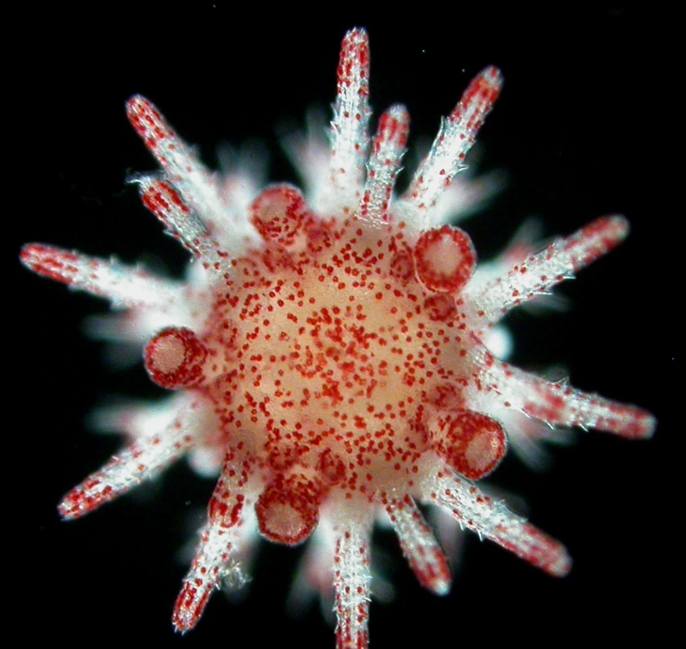 港大海洋生物學家揭開海膽對抗海洋熱浪的秘技