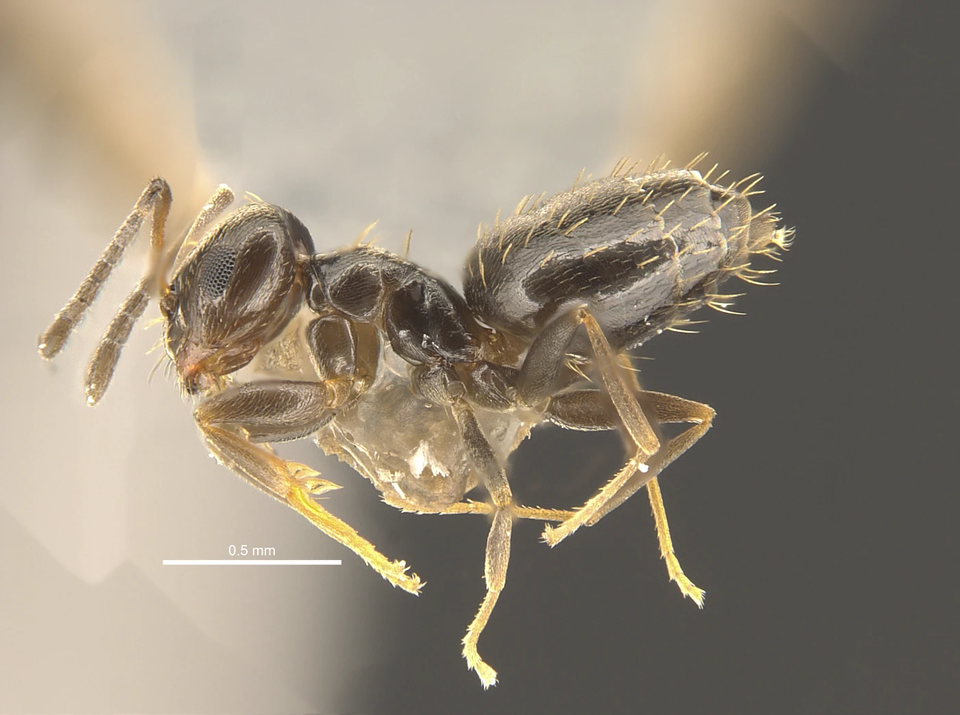 港大生物及生態學家發現香港再多13個新螞蟻品種<br>
包括三個全球首次發現物種和一個外來有害物種