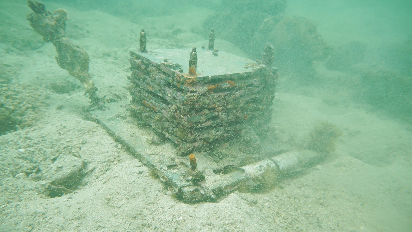 港大響應全球性量化海洋生物調查        加強本地海洋環境評估及保育生態