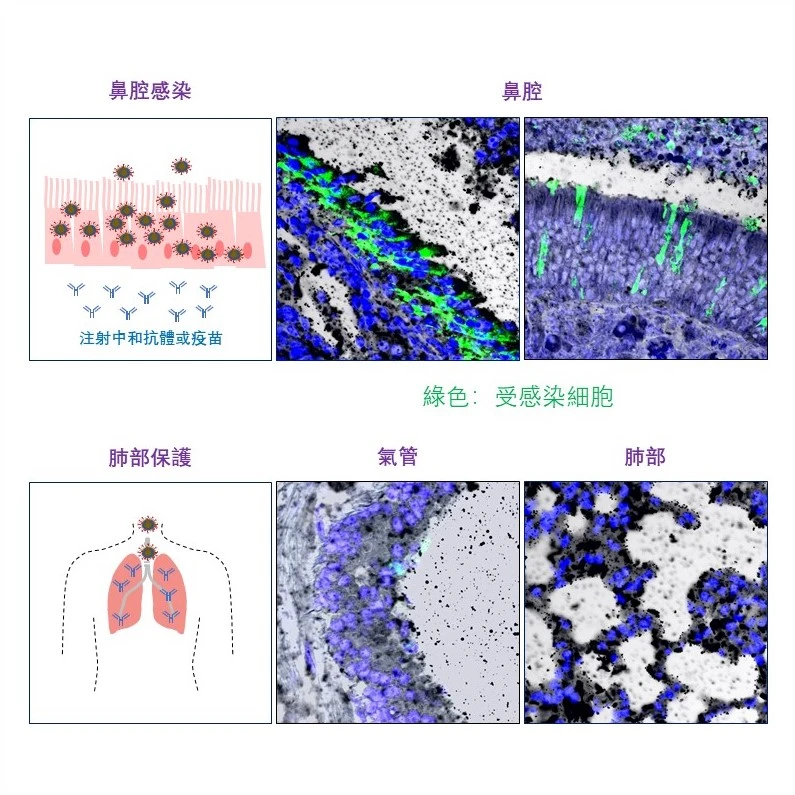 港大醫學院發現注射中和抗體可以抑制肺部的新冠病毒複製並減少肺部損傷，但是鼻腔仍會有大量病毒，或因此逃過抗體的中和，導致個體保護力不足而散播病毒或造成二次感染。這項發現不僅解釋了無法完全預防無症狀感染的原理，同時也揭示了研發一款針對鼻腔黏膜的疫苗的重要性。