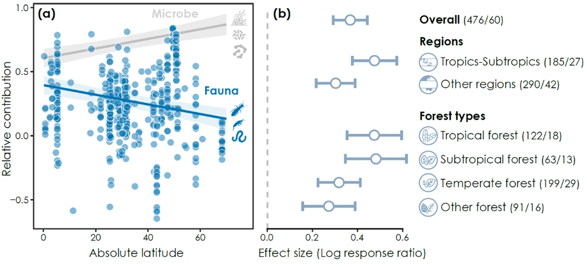 Soil invertebrate contributions to forest litter decomposition across regions. (a) Relative contributions of invertebrates (blue) and microorganisms (grey) to forest litter decomposition against absolute latitude. (b) Effect sizes of invertebrates on forest litter decomposition at global, regional, and biome scales. (Illustration adapted from respective paper)