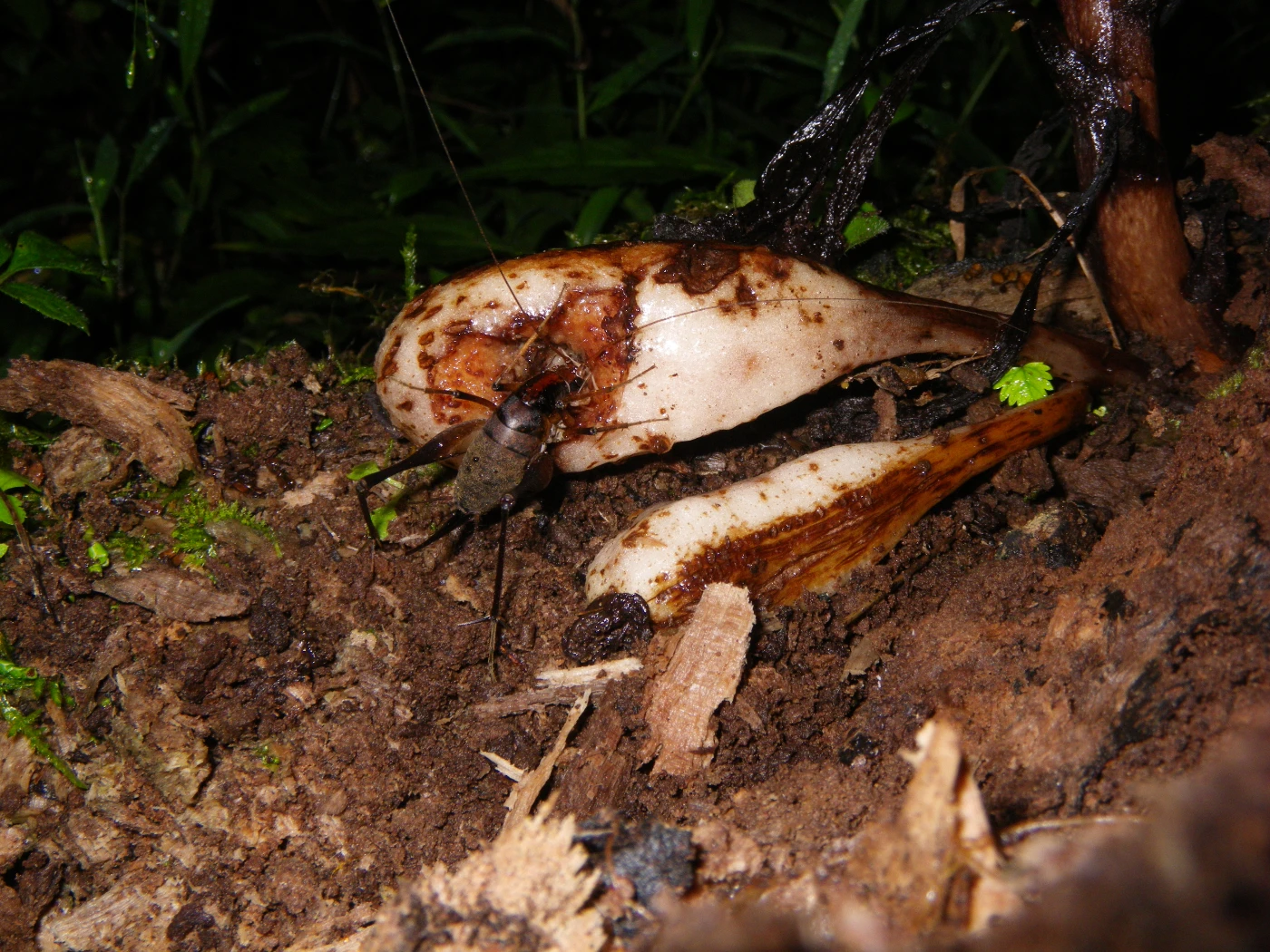 一隻地表蟋蟀正在取食水晶蘭（Monotropastrum humile）的果實，顯示小型無脊椎動物如何吞食種子並參與森林地表的種子散布。圖片來源：末次健司。