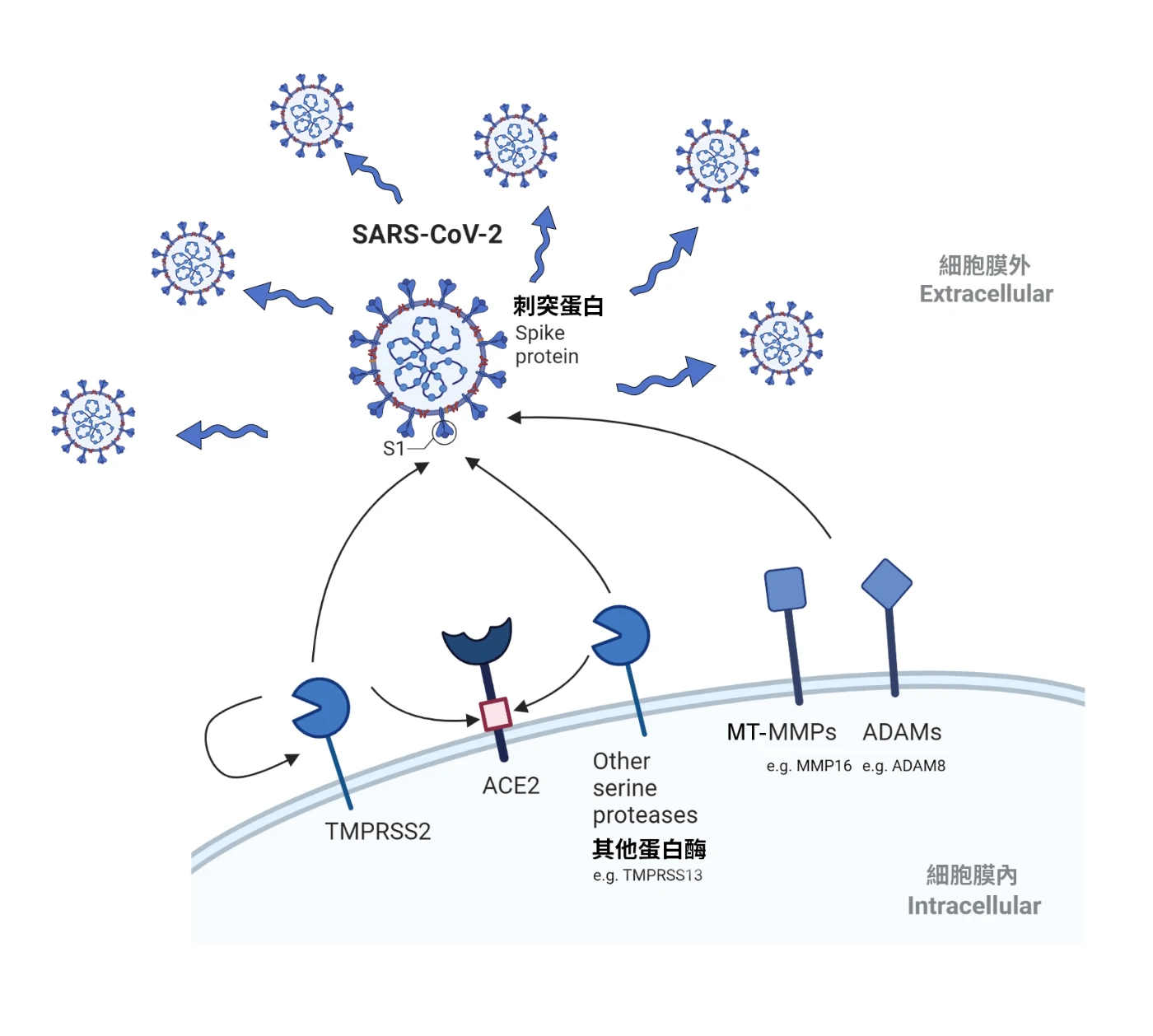 港大醫學院發現<br>
SARS-CoV-2新型宿主蛋白酶