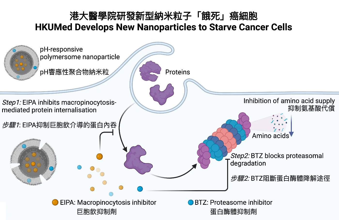 港大醫學院研究團隊設計了一種特殊的納米粒子，能夠釋放藥物來阻止癌細胞內吞及降解癌細胞外部的蛋白質，從而達到腫瘤饑餓治療效果。