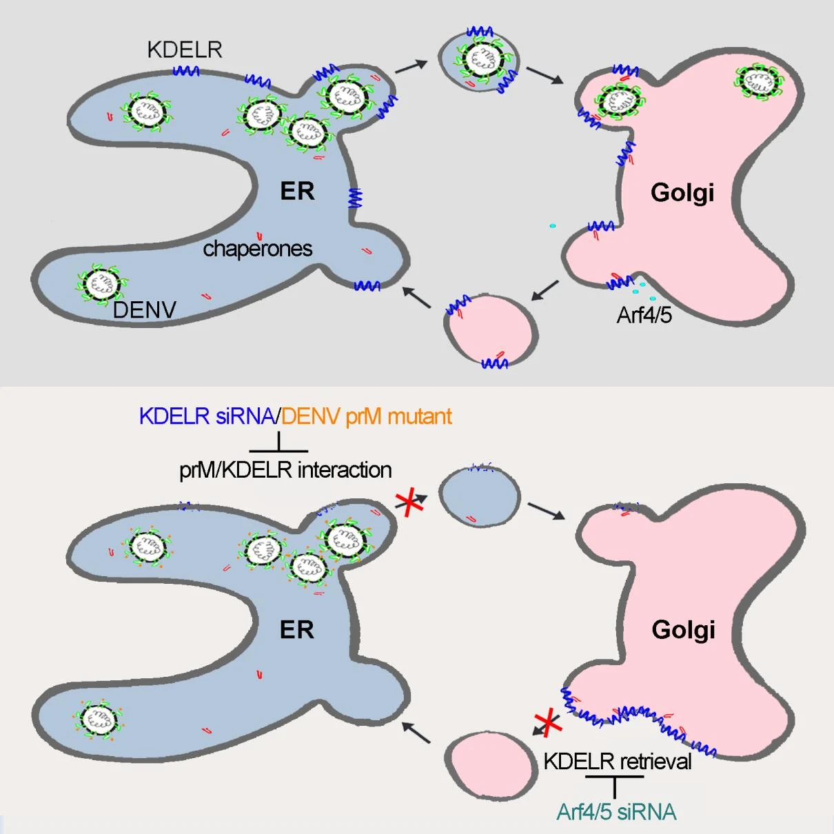 HKU study identifies host factors that function as intracellular receptors to assist Dengue Virus egress