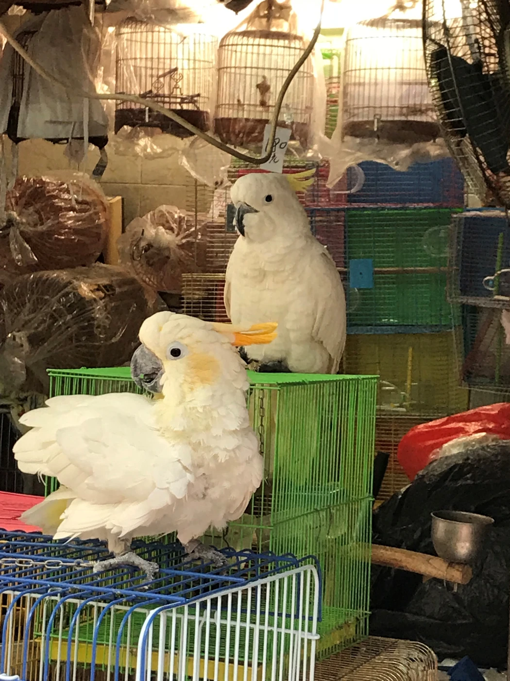 香港大學生態學家開發嶄新法證工具<br>
準確追溯極危動物小葵花鳳頭鸚鵡的來源