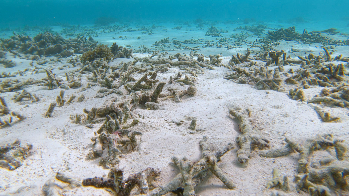 Is It Time to Treat Marine Heatwaves as a Public Health Issue?