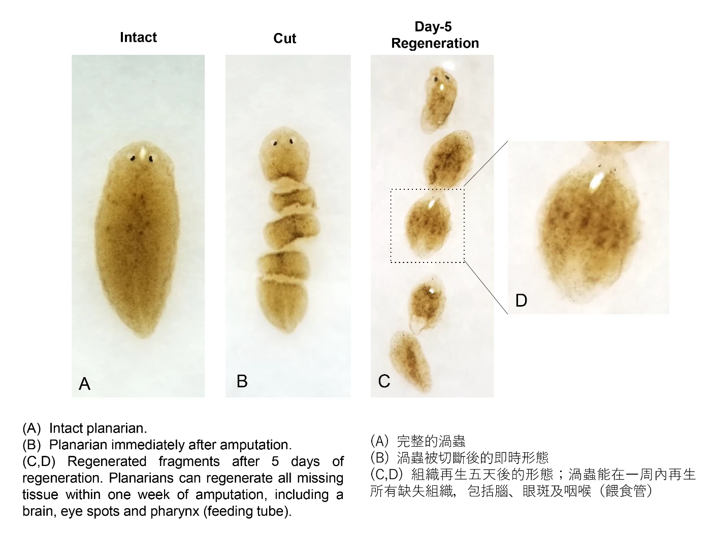 HKUMed identifies Collagen IV differentially regulates <br>
planarian stem cell potency and lineage progression: <br>
Striving towards tissue regeneration in humans