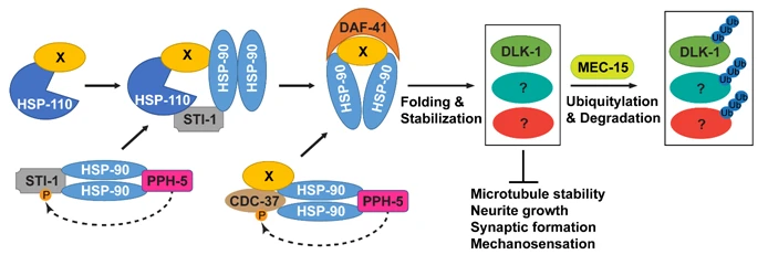 A model for the antagonism between the HSP and the UPS for controlling the stability of key signaling molecules.
