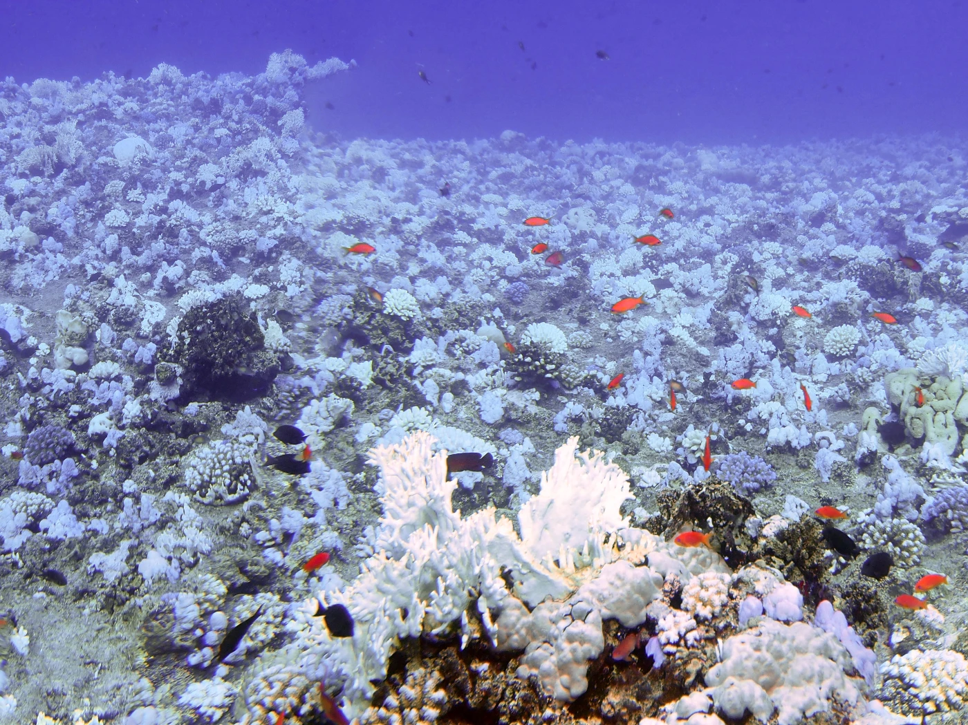 HKU marine scientists unveil how climate change relates to coral bleaching