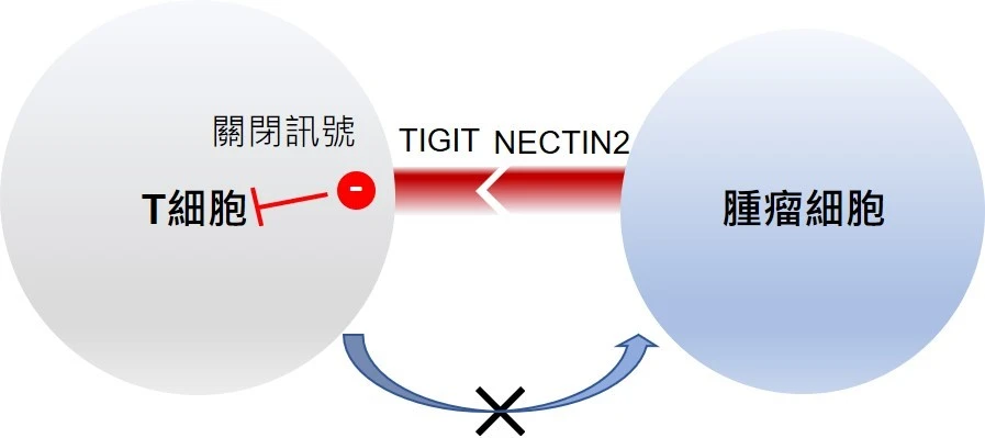 研究團隊發現，腫瘤細胞表面的 NECTIN2 與 T細胞受體之一 的TIGIT 結合，是肝癌中重要的免疫檢查點，能誘導免疫系統發放關閉訊號，以抑制 T 細胞對腫瘤細胞的攻擊。這意味著若能抑制TIGIT-NECTIN2免疫檢查點軸，便能恢復免疫系統對腫瘤細胞的攻擊，有望為肝癌病人提供更有效的精準治療。