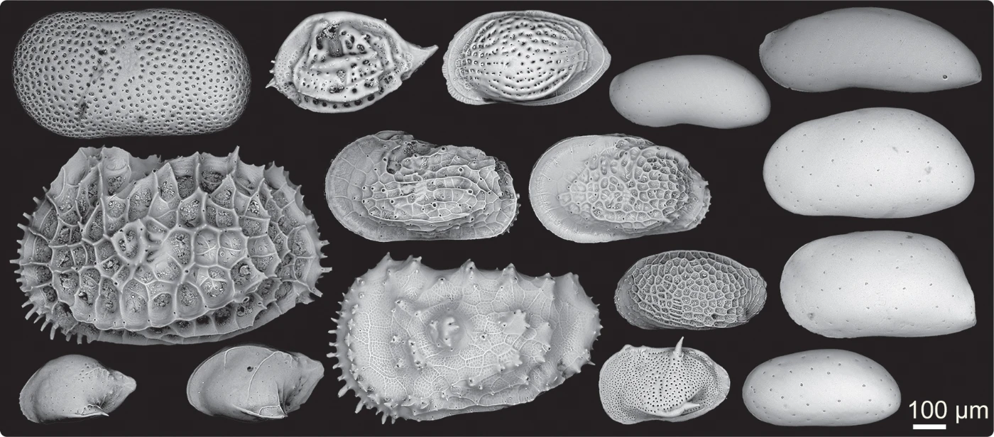 HKU Paleontologists Discover Evolutions of Tropical Deep-water Ecosystem and Environment Affected by High-latitude Climate (English only)