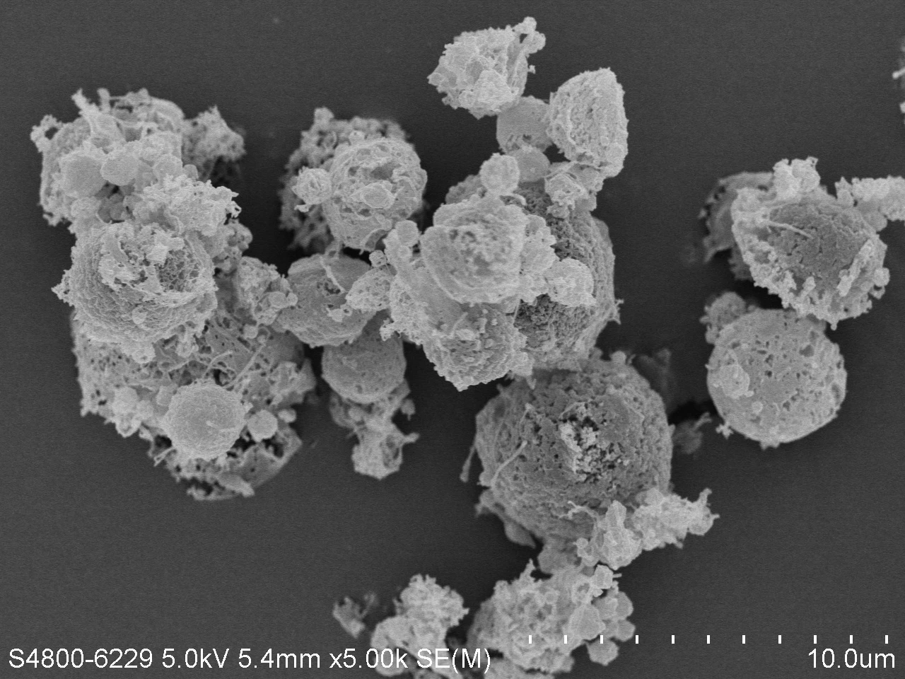 HKUMed develops inhaled dry powder formulation <br>
of broad-spectrum antiviral against COVID-19 and influenza