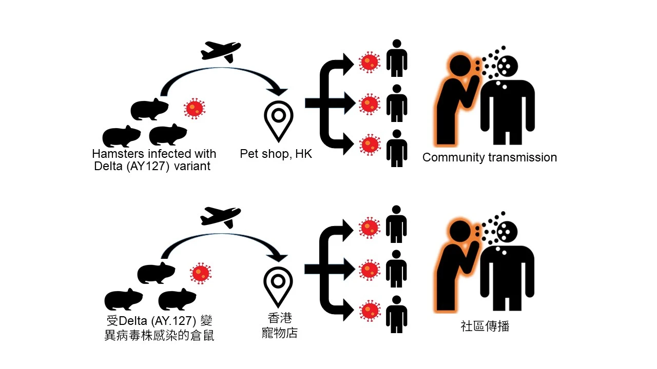 HKUMed finds pet Syrian hamsters can naturally acquire <br>
SARS-CoV-2 and cause human infection