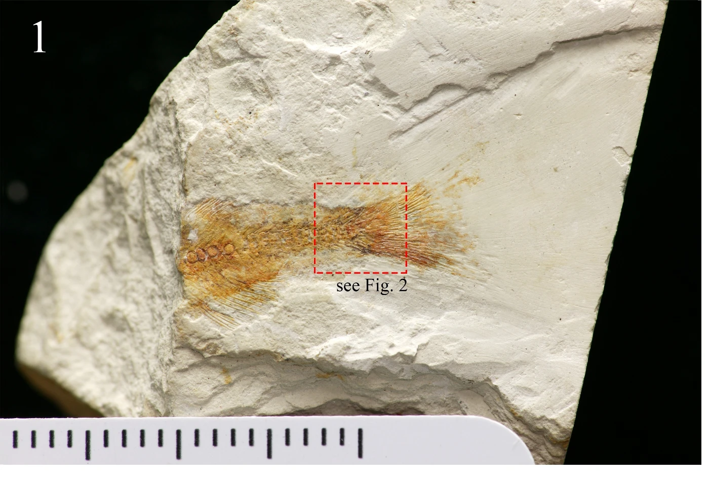 Figure 1: Hong Kong’s first dinosaur-era fish -
     a specimen of the Chinese osteoglossoid osteoglossomorph fish Paralycoptera 
     (Image courtesy of IVPP).