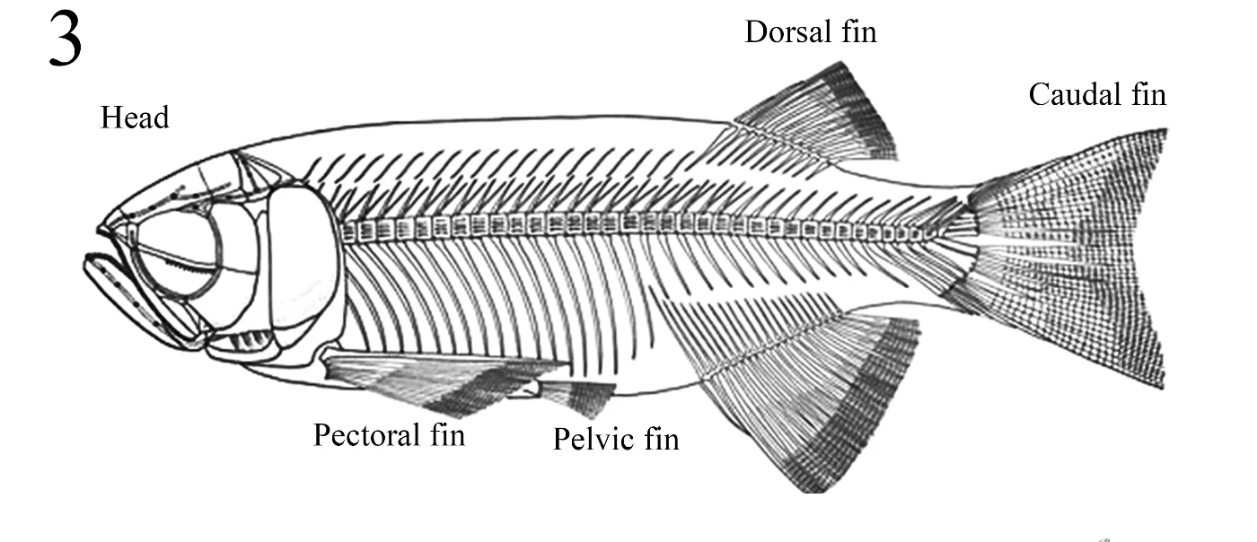 Figure 3: Reconstruction of the skeleton of Paralycoptera
     (Image courtesy of Prof. Chang Mee-Mann, IVPP).