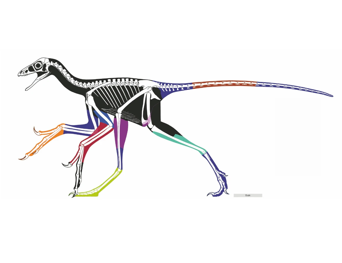 Figure 1. Reconstructed body outline of the bird-like feathered dinosaur Anchiornis using laser-stimulated fluorescence images. Coloured areas represent different fossil specimens and black area are approximated reconstructions. For the first time we have an accurate body outline of a bird-like dinosaur. The body length of Anchiornis (head to tail) is about 40cm. Credit: Wang XL, Pittman M et al. 2017.