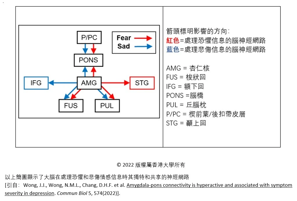 HKU State Key Laboratory of Brain and Cognitive Sciences reveals the pons plays a significant role in processing sad information