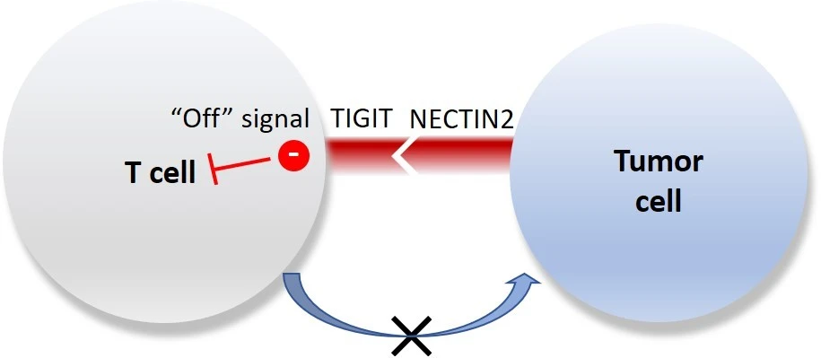 研究團隊發現，腫瘤細胞表面的 NECTIN2 與 T細胞受體之一 的TIGIT 結合，是肝癌中重要的免疫檢查點，能誘導免疫系統發放關閉訊號，以抑制 T 細胞對腫瘤細胞的攻擊。這意味著若能抑制TIGIT-NECTIN2免疫檢查點軸，便能恢復免疫系統對腫瘤細胞的攻擊，有望為肝癌病人提供更有效的精準治療。