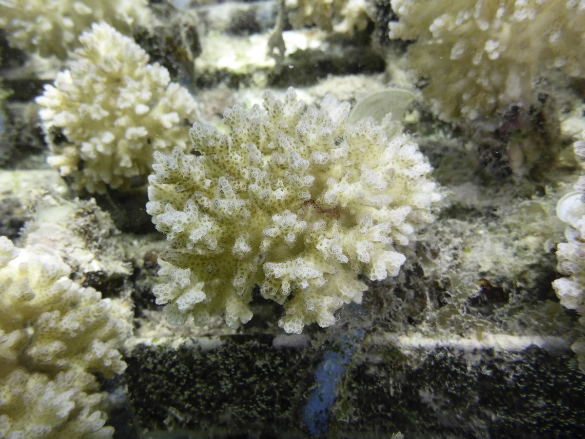 Dimethylsulfoniopropionate concentration in coral reef invertebrates varies according to species assemblages