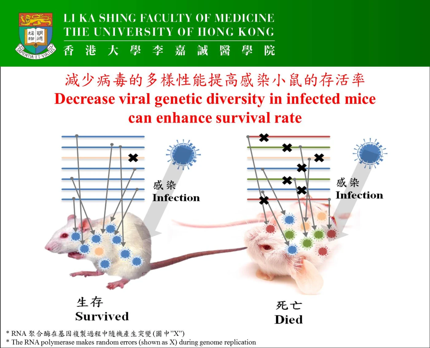 Study found that decrease viral genetic diversity in infected mice can enhance survival rate.