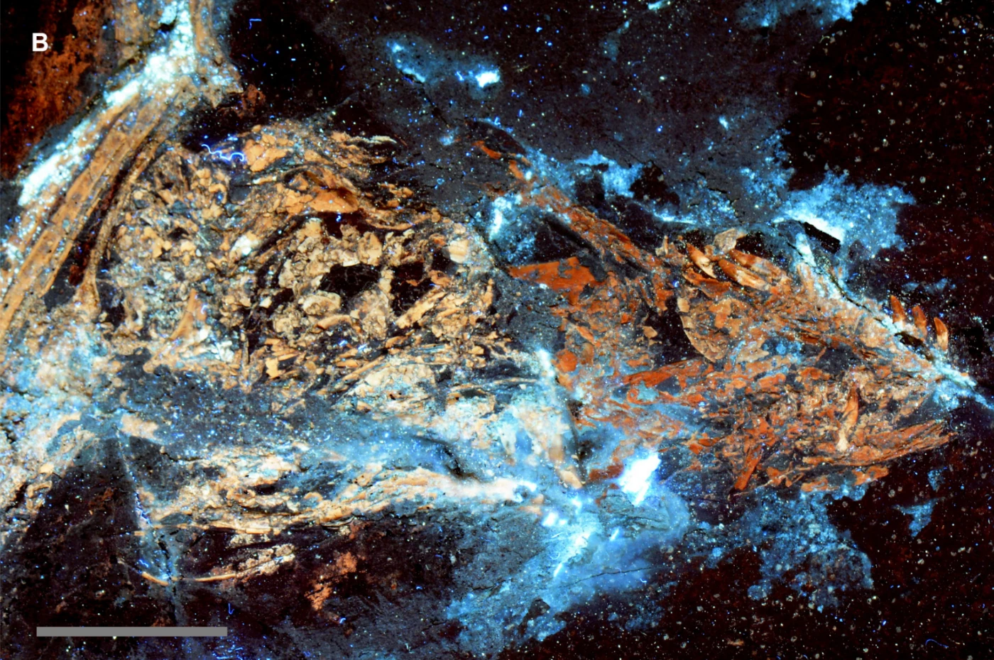 The skull from specimen IVPP V13320 of the gliding carnivorous dinosaur Microraptor: is it a composite? A, the skull of IVPP V13320 under white light conditions shows subtle colour differences in the bone across a break in the rock slab – darker bone proximally and lighter bone distally. B, Under laser light stimulation, the bone fluoresces with the same colour pattern observed under white light conditions (see A) indicating that the colour differences relate to differences in the fossil’s mineral composition. The latter indicates that the skull is a composite specimen, but it is also possible - but less likely - that the pattern observed reflects variability in the conditions under which the animal was deposited and eventually transformed into rock. Scale bar 1 cm.