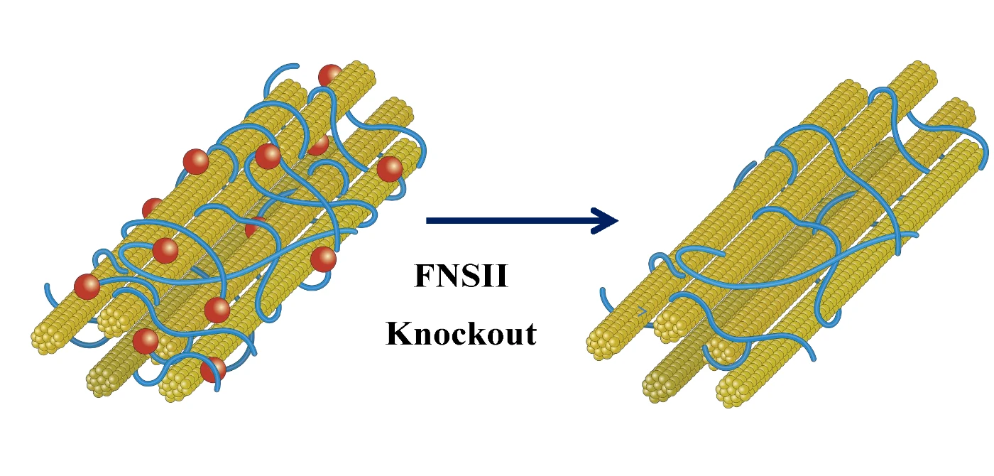 fnsII