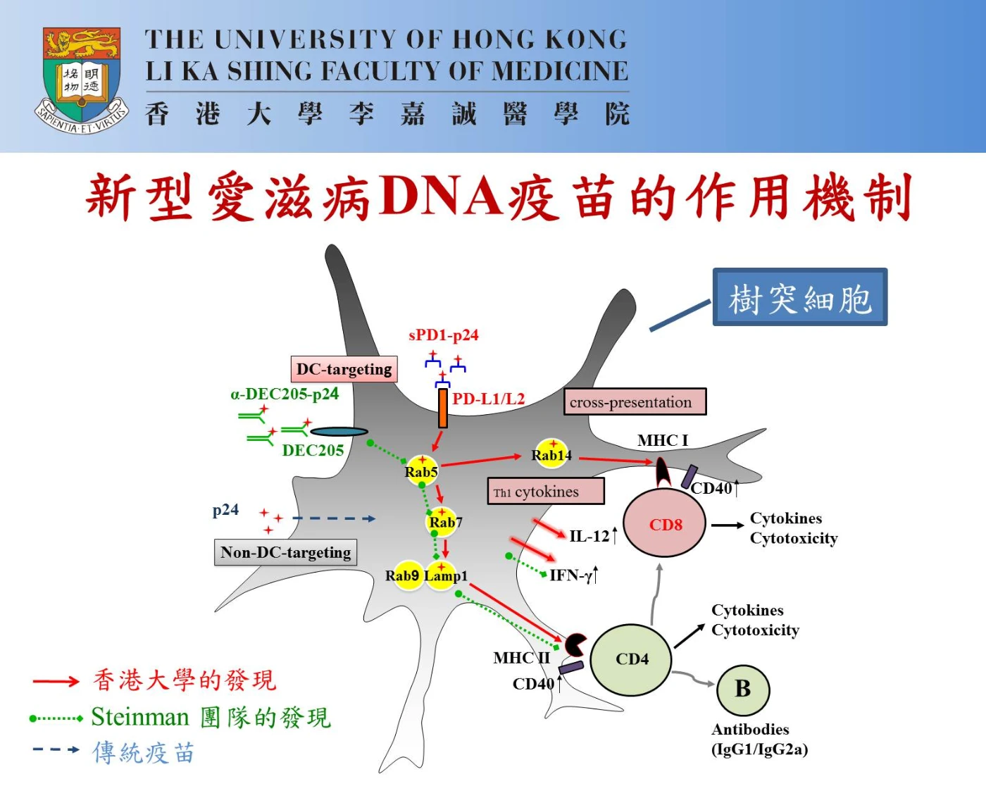 上圖說明了新型愛滋病DNA疫苗的作用機制。