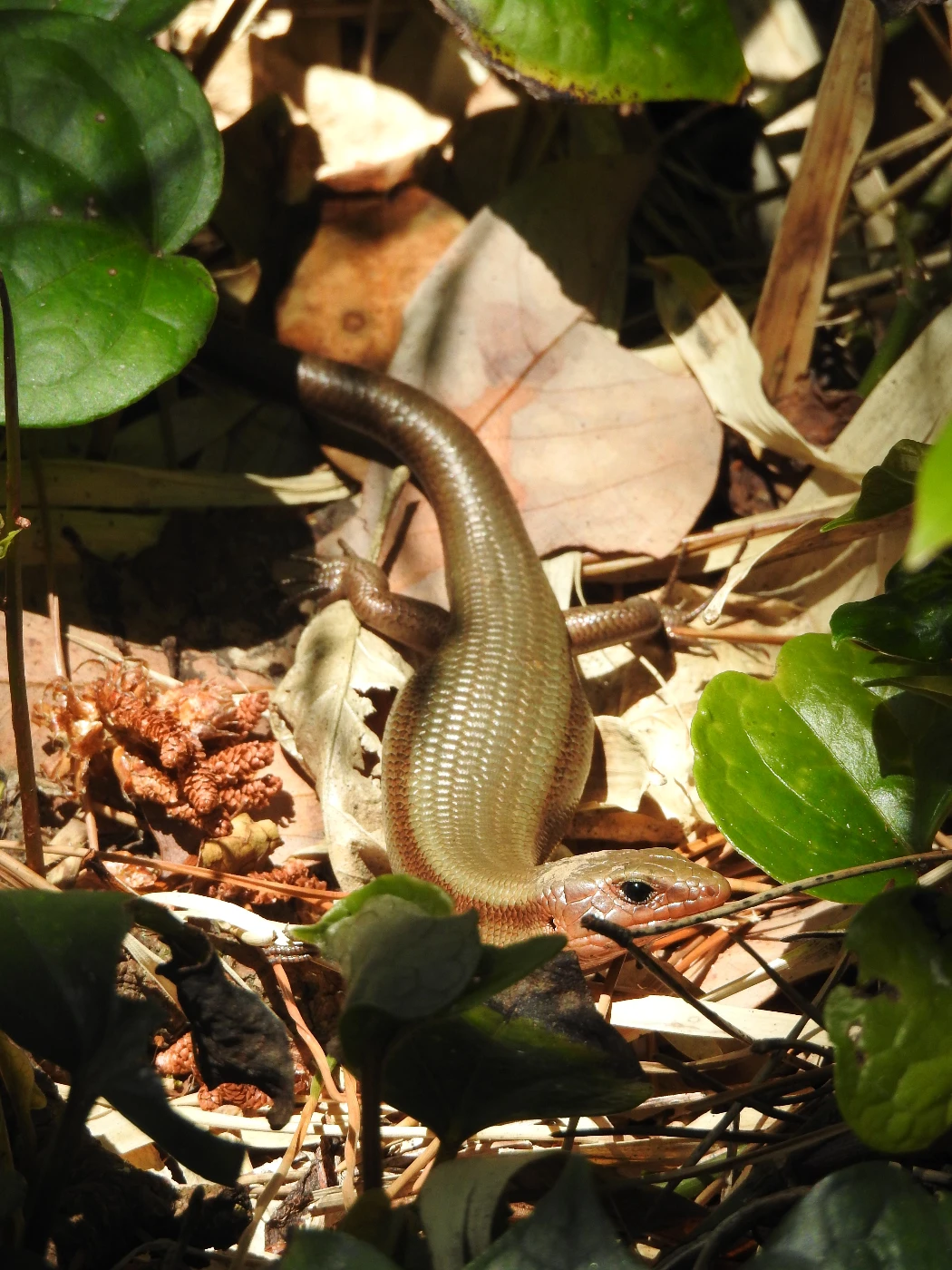 Four decades of research on Japanese Izu Islands finds rising lizard temperatures may change predator-prey relationship with snakes