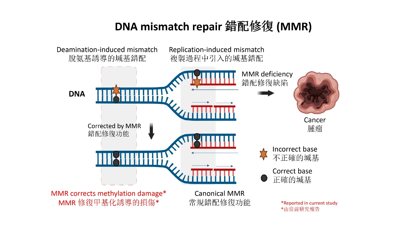 港大醫學院團隊發現基因錯配修復機制的新功能<br>
可減低患上癌症機率