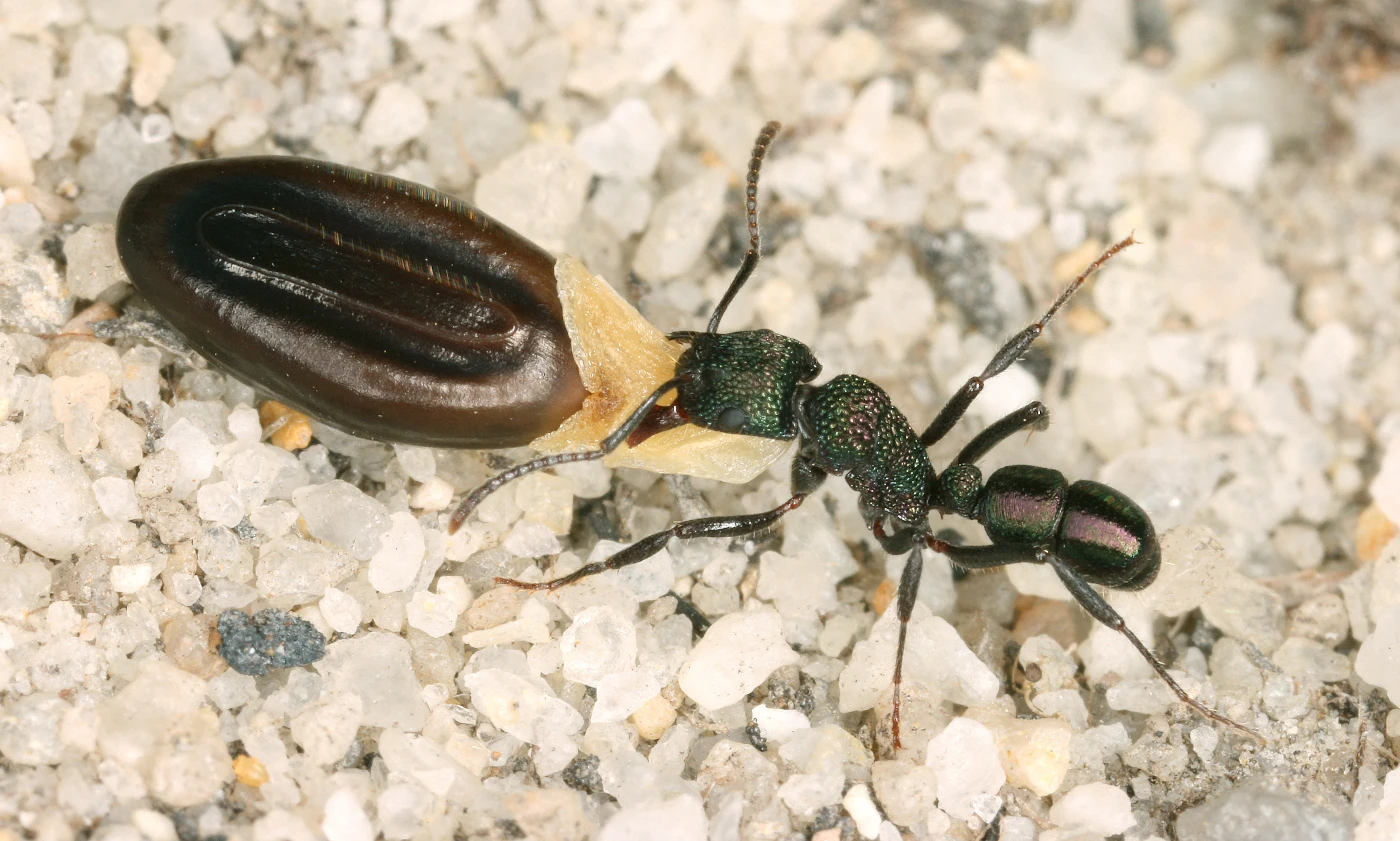 圖二：來自澳洲的皺猛蟻屬（Rhytidoponera genus）正在播種植物。相片來源：管納德