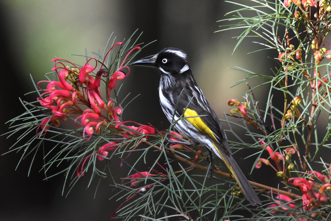 Songbirds like it sweet!<br>
A research co-developed by HKU Evolutionary Biologist found that <br>
Songbird ancestors evolved a new way to taste sugar