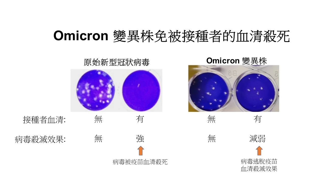 受感染的細胞分別感染原始新型冠狀病毒及Omicron變異株，或將病毒混和了已接種疫苗人士的血清。這些細胞本被染成藍色，但被病毒殺死的細胞則會變成白色的小洞。在附圖中可見，2020年原始SARS-CoV-2病毒可被已接種疫苗者的血清盡數殺死，但對於Omicron變異株的殺滅效果則顯著降低。